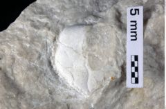 Foto (Detailansicht) von Goniodromites sp. (NHMW-GEO-1990-0041-0370)